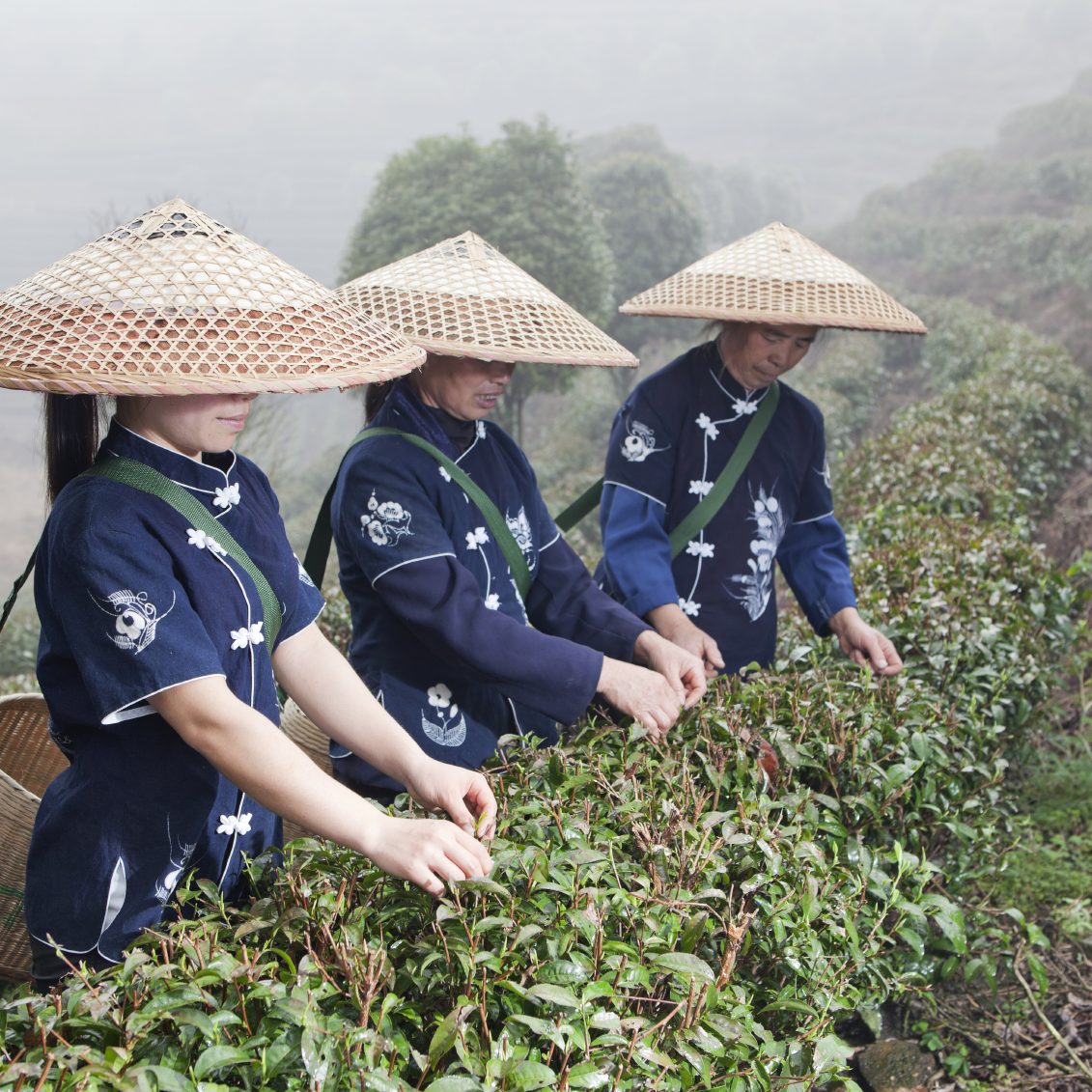 Trois personnes en tenue traditionnelle récoltent du thé dans un paysage brumeux.
