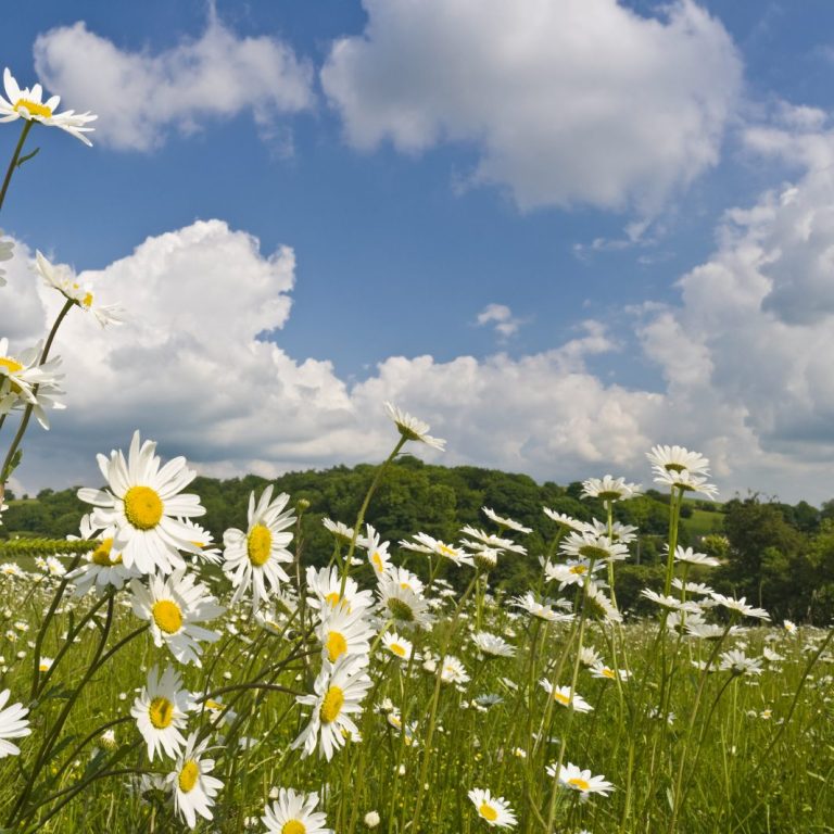 Champ de fleurs blanches sous un ciel bleu parsemé de nuages.